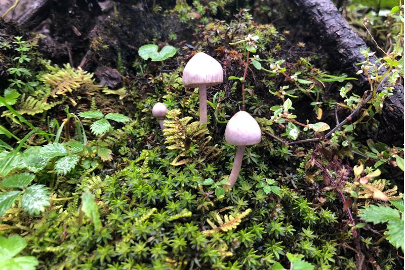 Lnagtang Gosaikunda lake trek