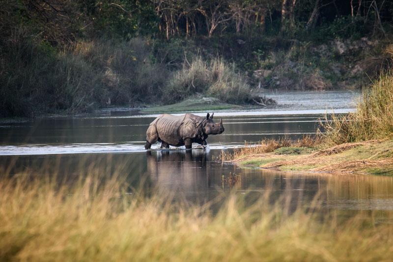 Deer in chitwan safari