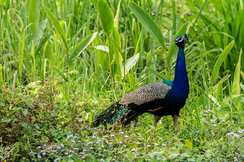 peacock in Chitwan national park 